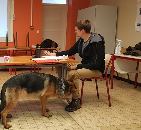 Examen en vu de l'obtention du diplôme d'éducateur canin. 
Berger allemand à Arras