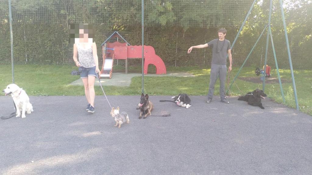 Cours collectif 5 chiens en statique à Tourcoing