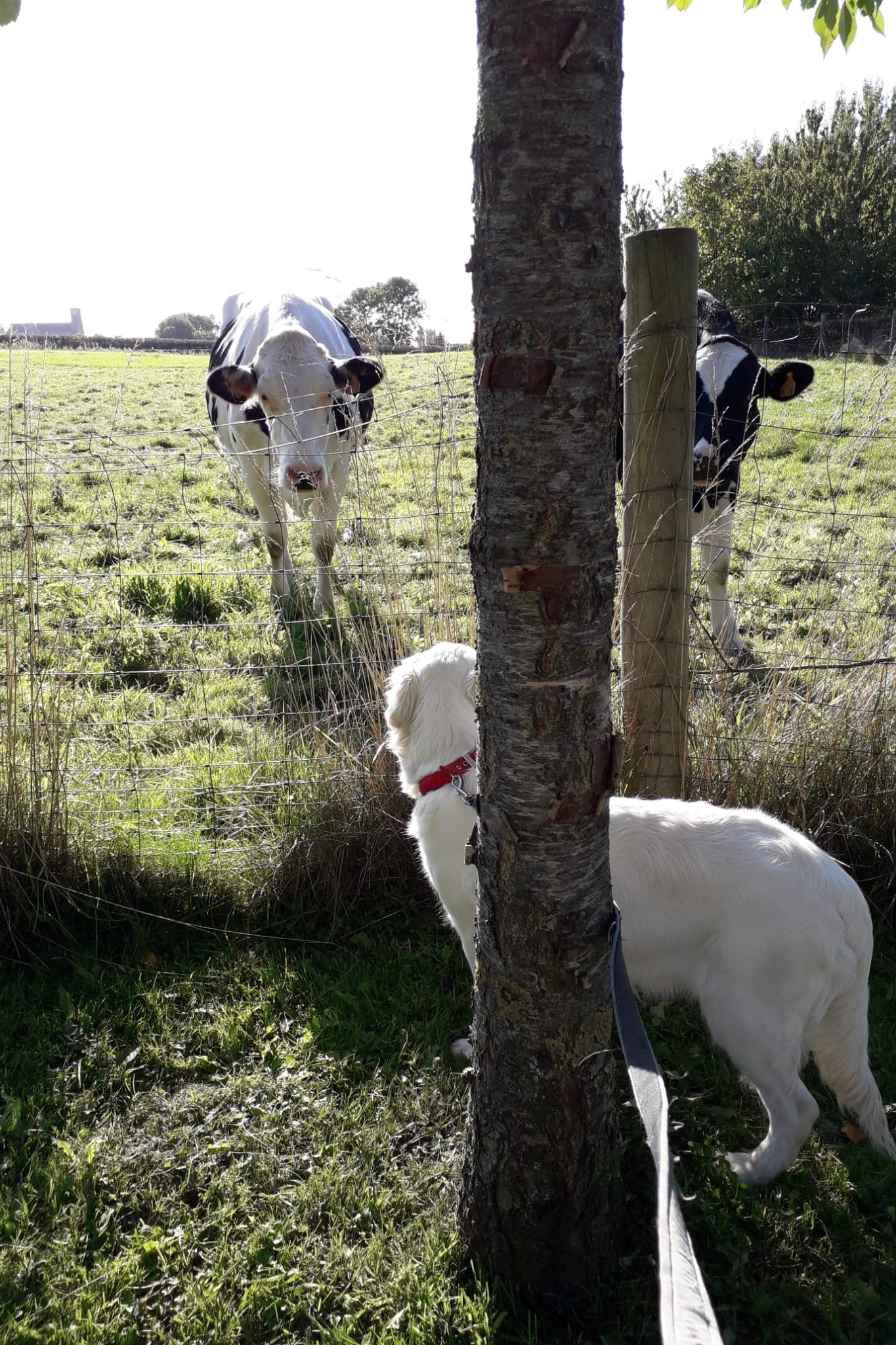 Socialisation de Twwetsie, rencontre des vaches à Tourcoing