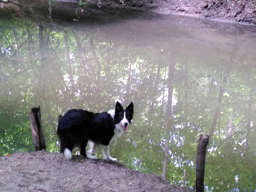 Patmol Border Collie attend autorisation pour se baigner dans un bois à Villeneuve d'ascq
